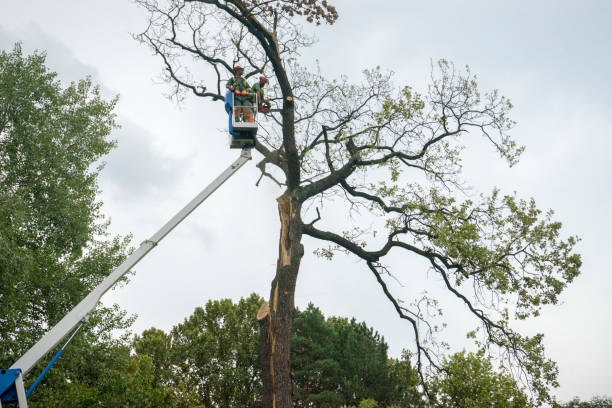 Best Seasonal Cleanup (Spring/Fall)  in Byron, CA